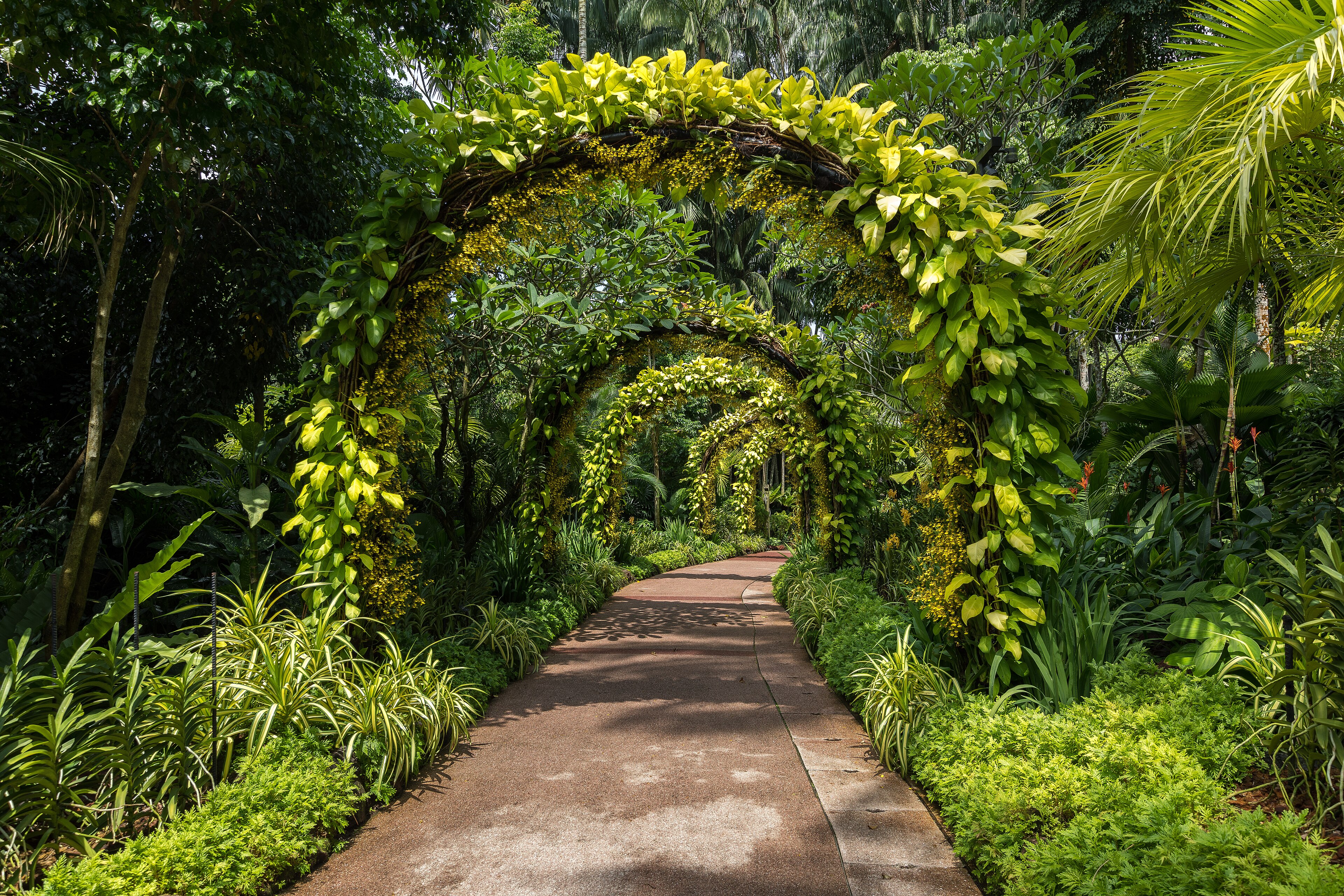 Arched walkway lined with orchids at the National Orchid Garden, Singapore Botanic Gardens