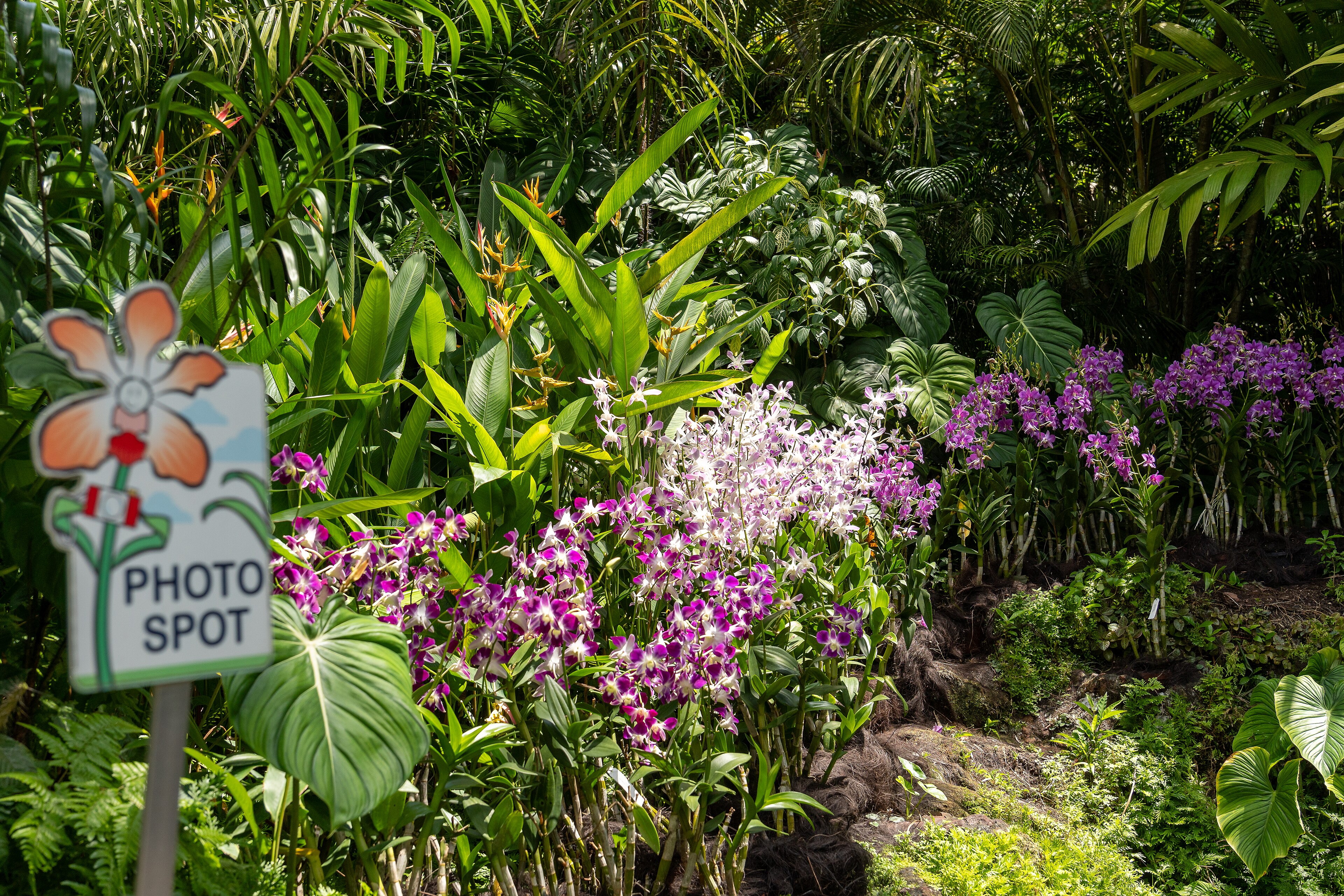 Ornate orchid display at the National Orchid Garden in Singapore