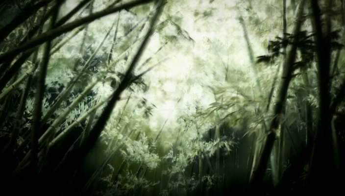 Bamboo grove in summer