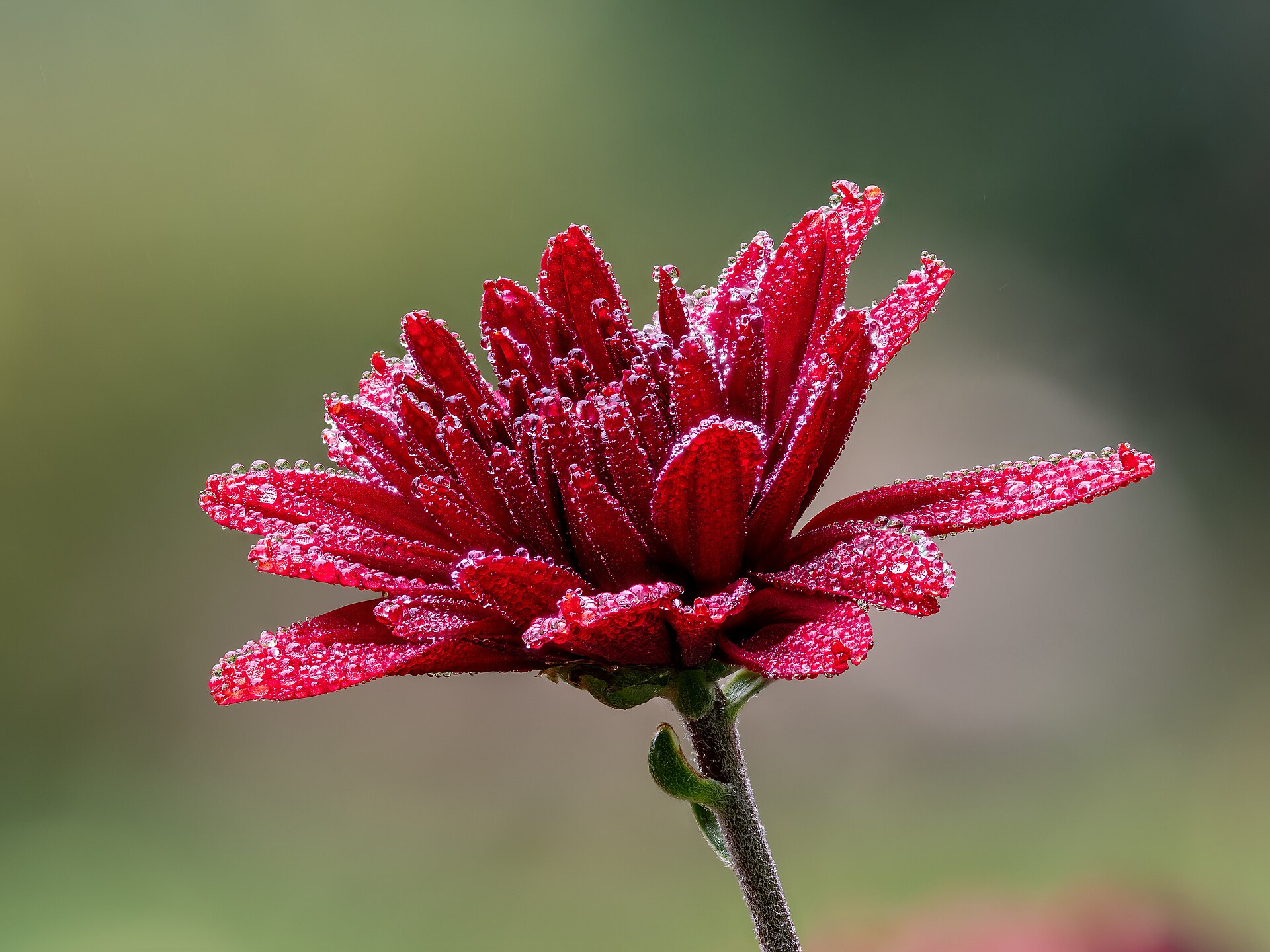 Chrysanthemum in autumn