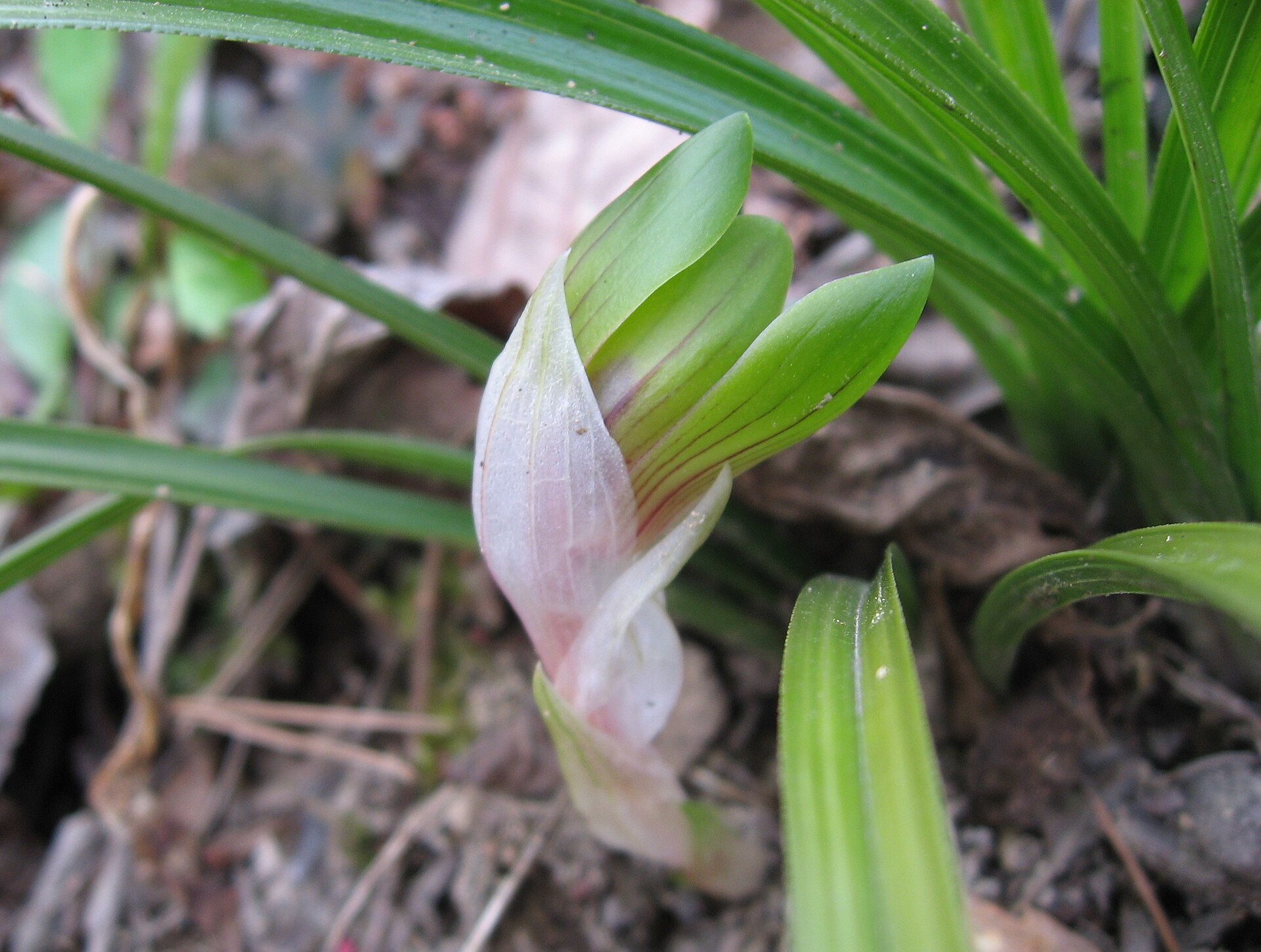 Orchid (lán) for spring
