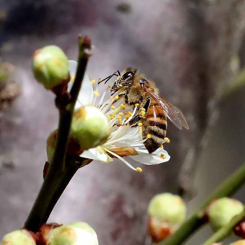 Plum blossom (Prunus mume) in winter