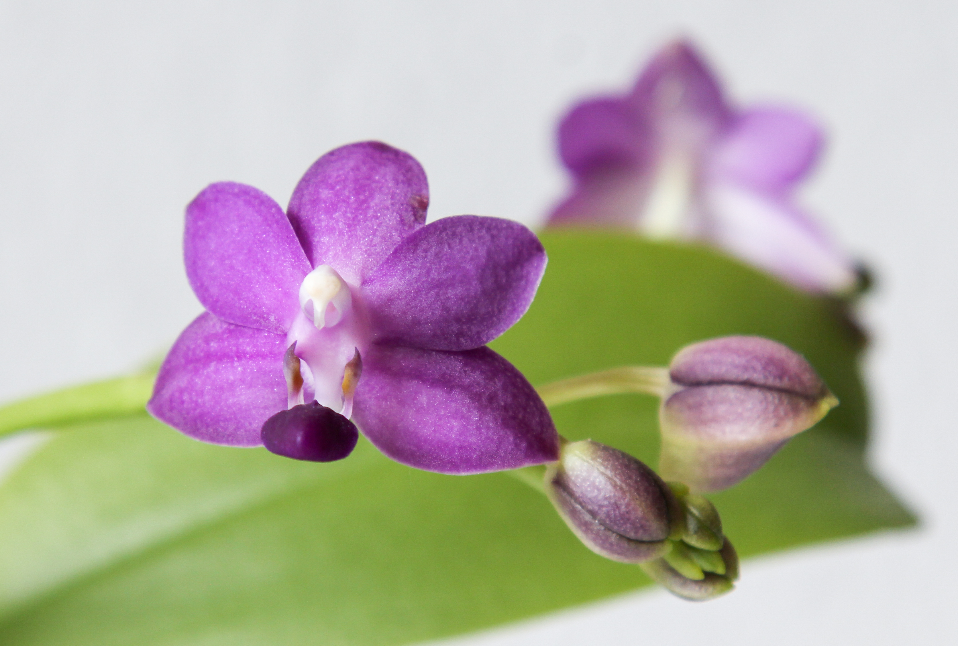Violet orchid