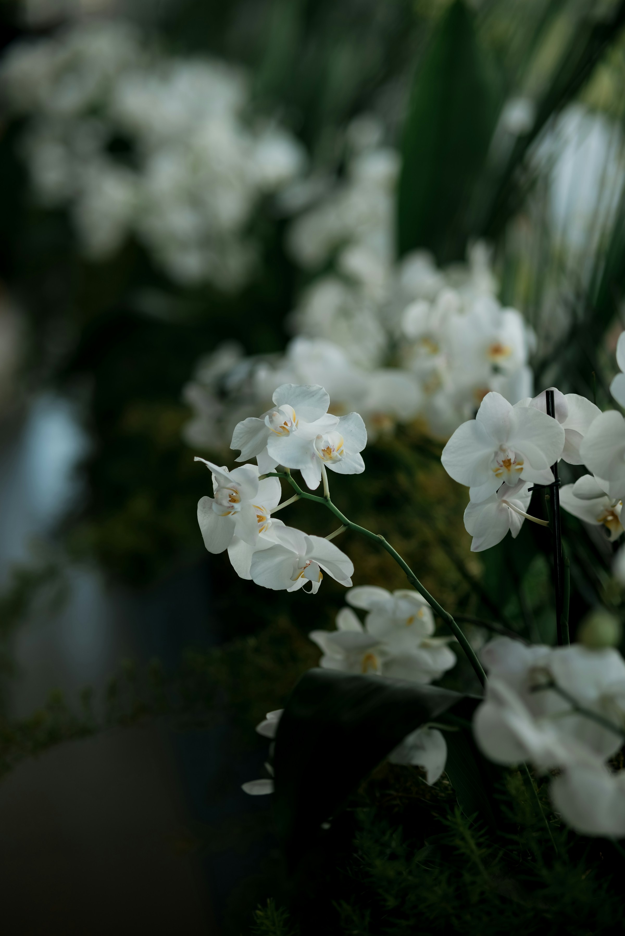 Orchid and ink-like botanical form