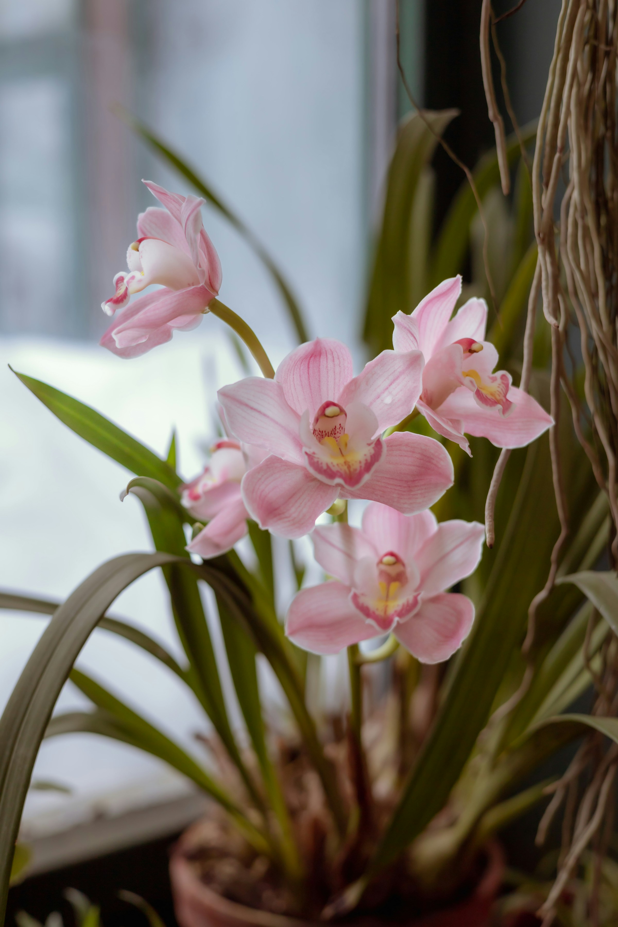 Moth orchid style blooms