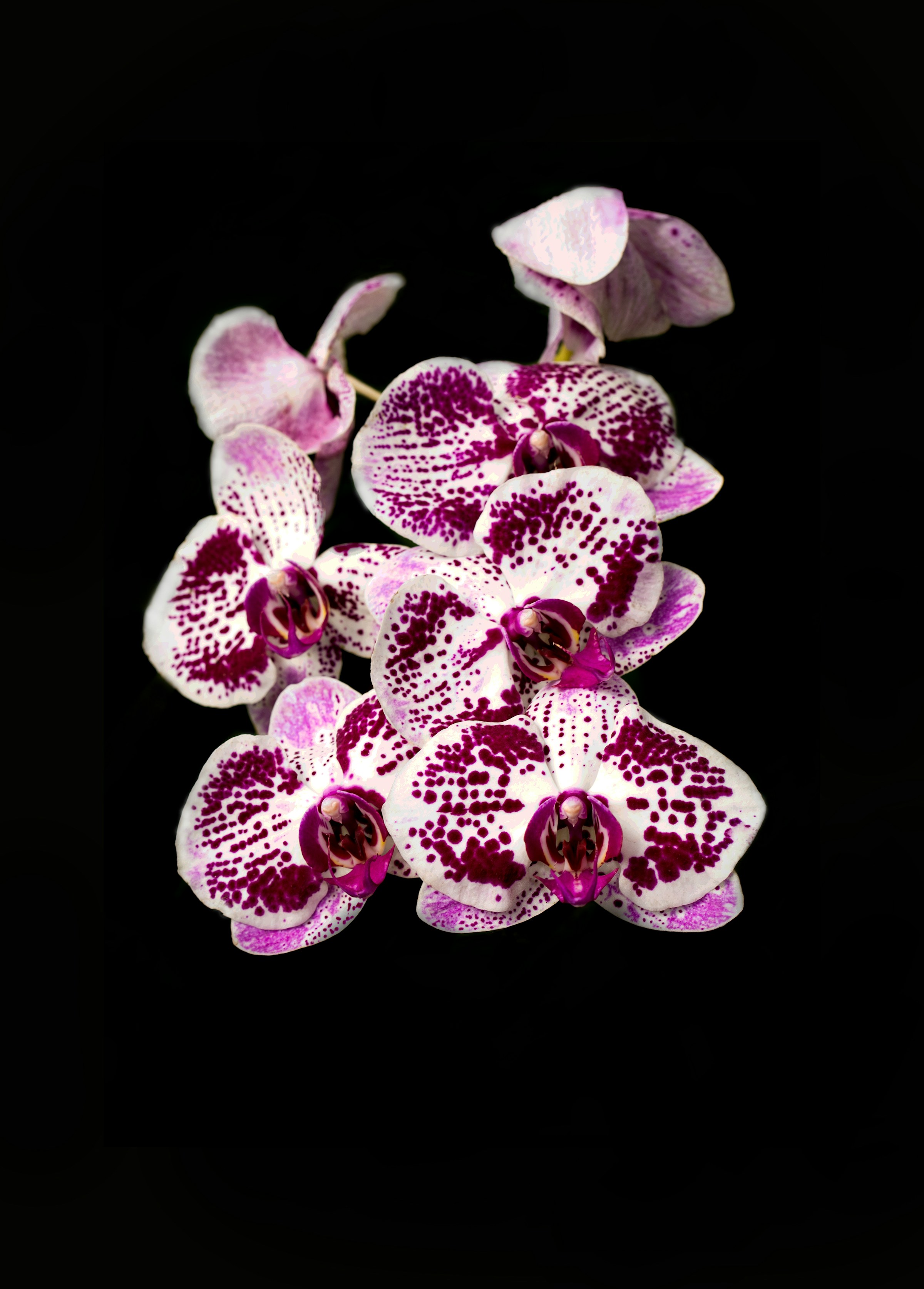 Long orchid string of violet blooms
