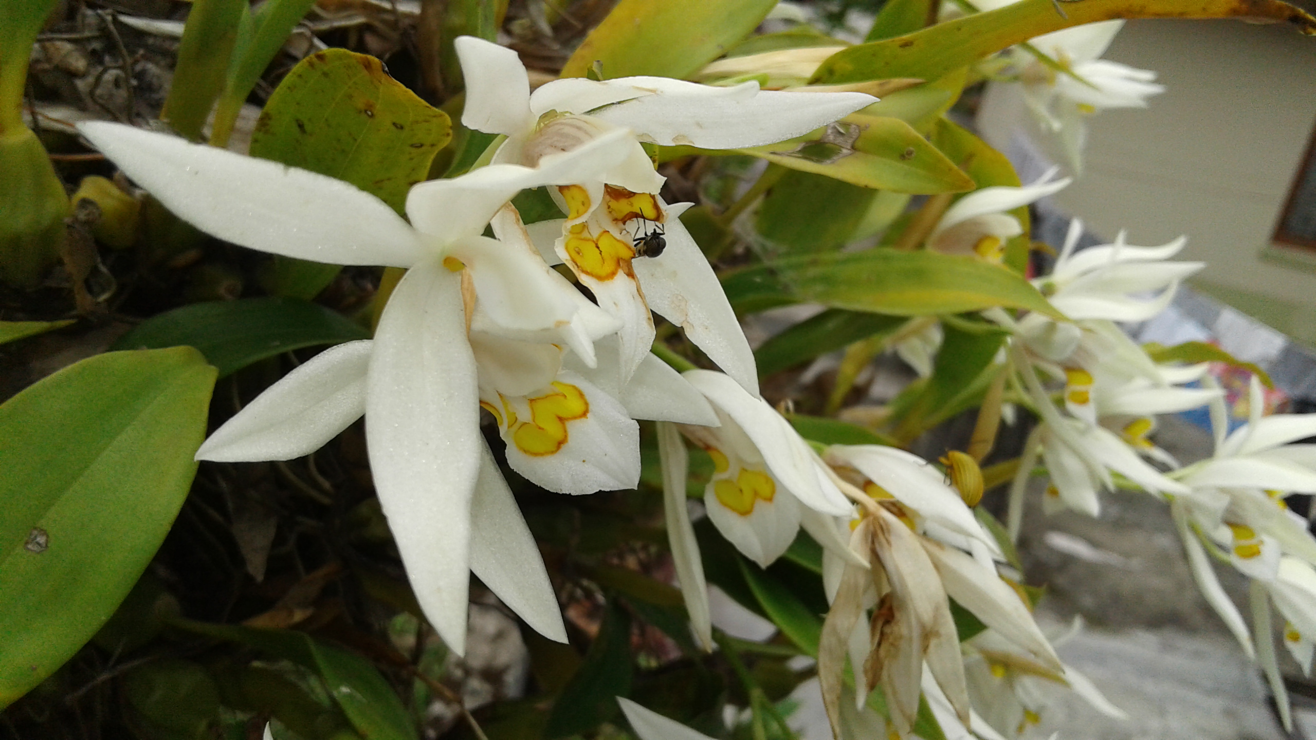 Honey bee collecting nectar on a Coelogyne orchid