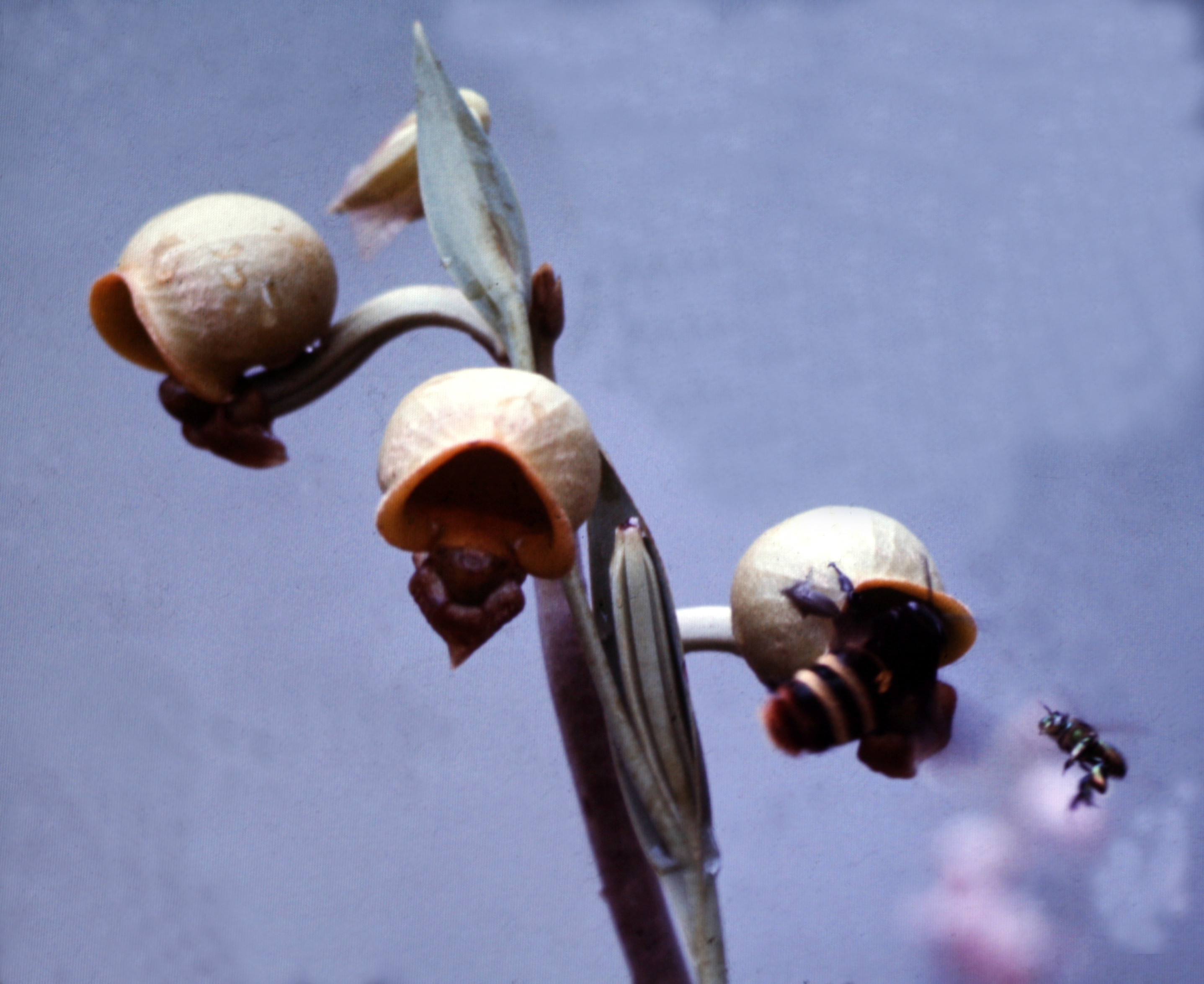 Orchid bees visiting Catasetum discolor flowers