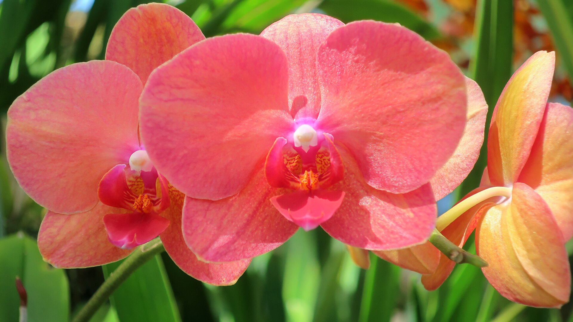 Blush peach orchid
