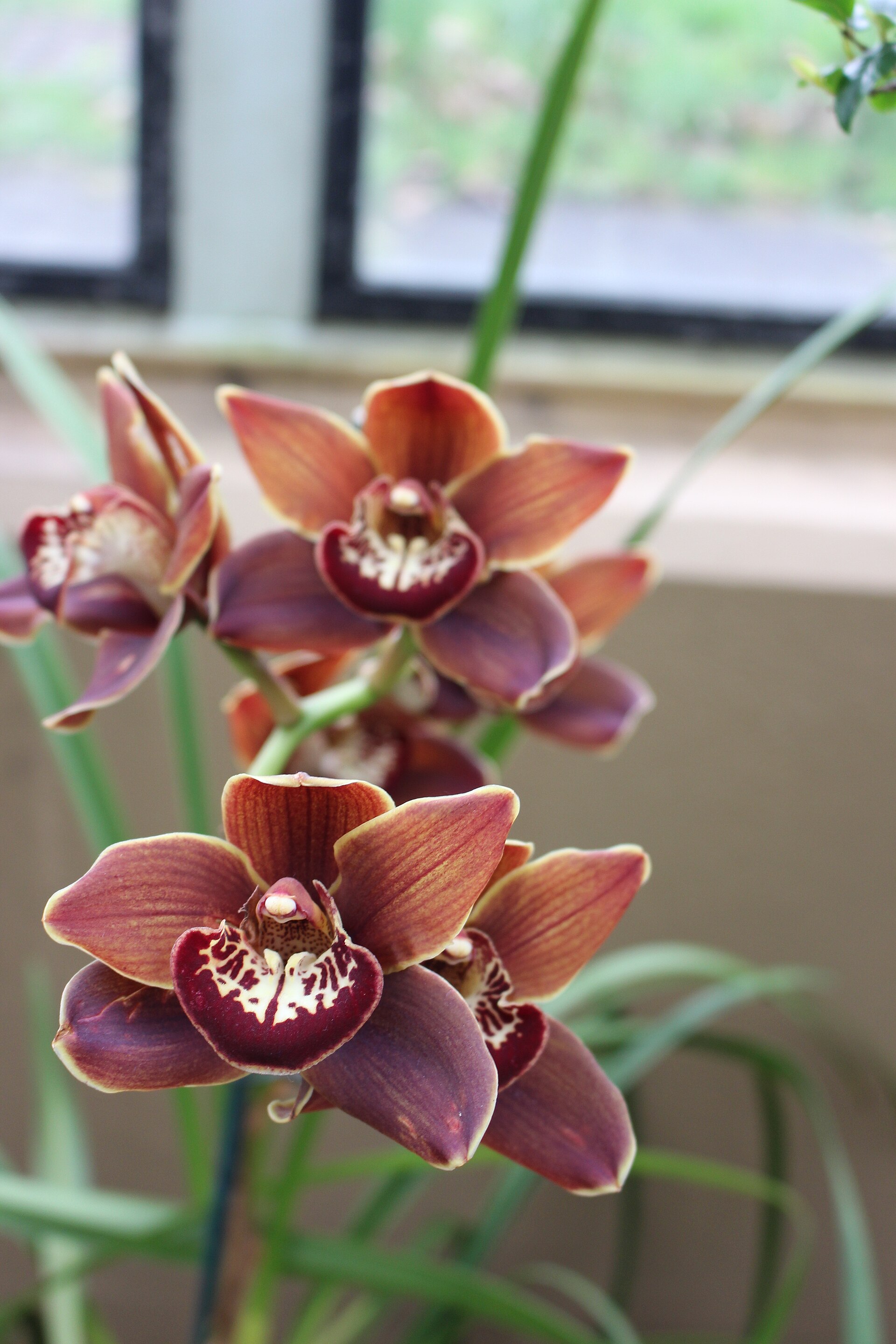 Bronze orchid