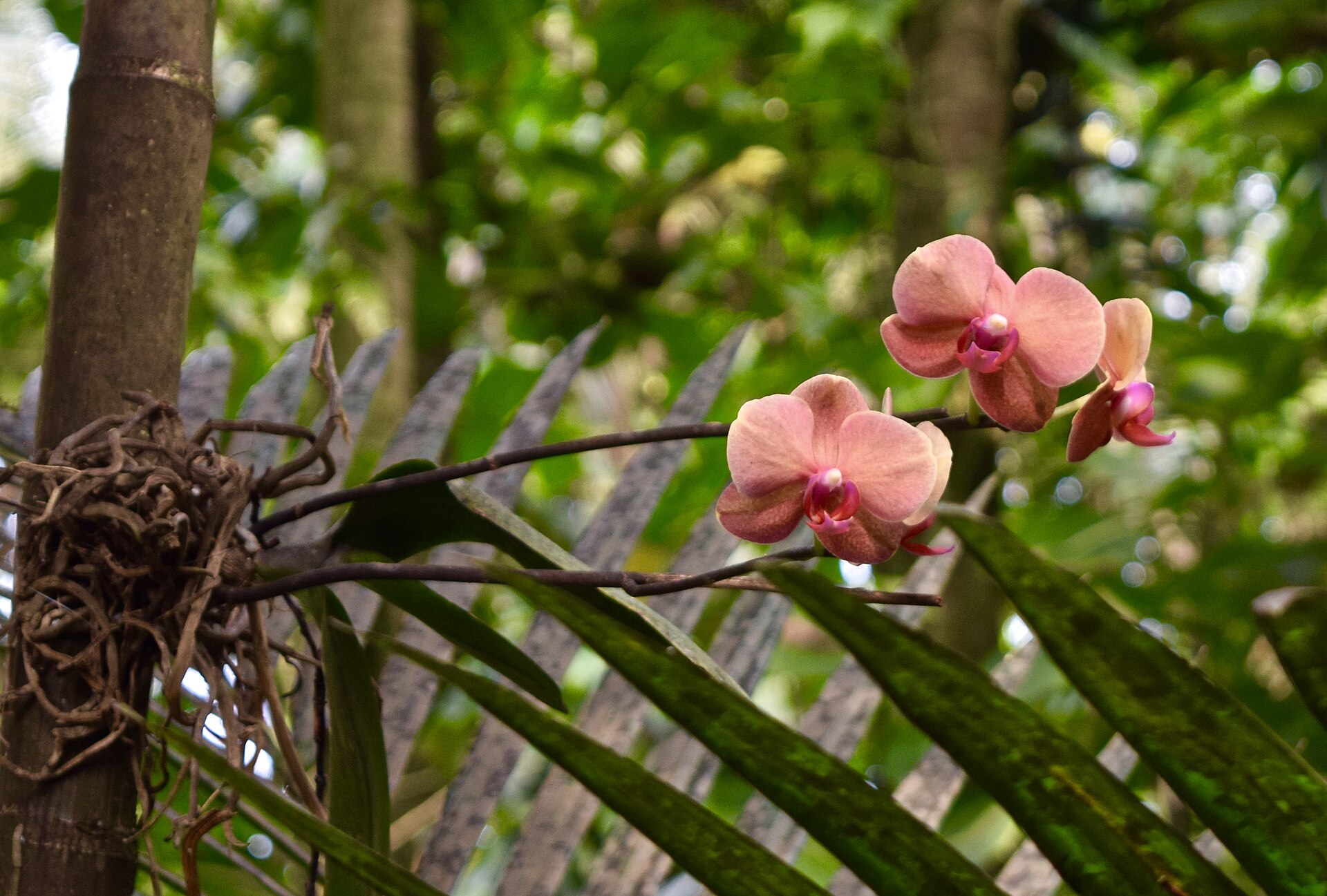 Coral orchid