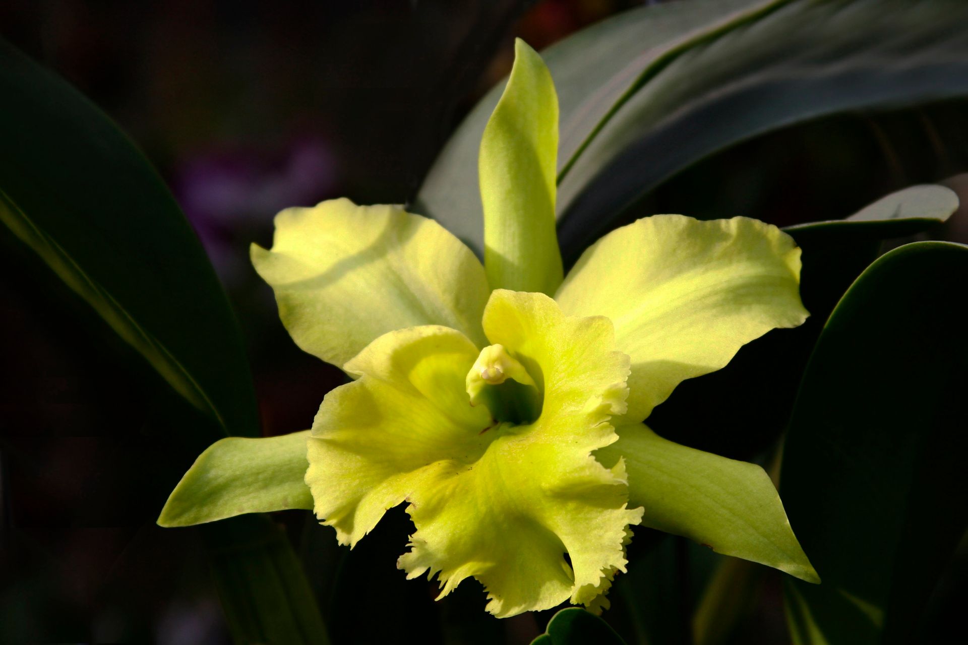 Green orchid