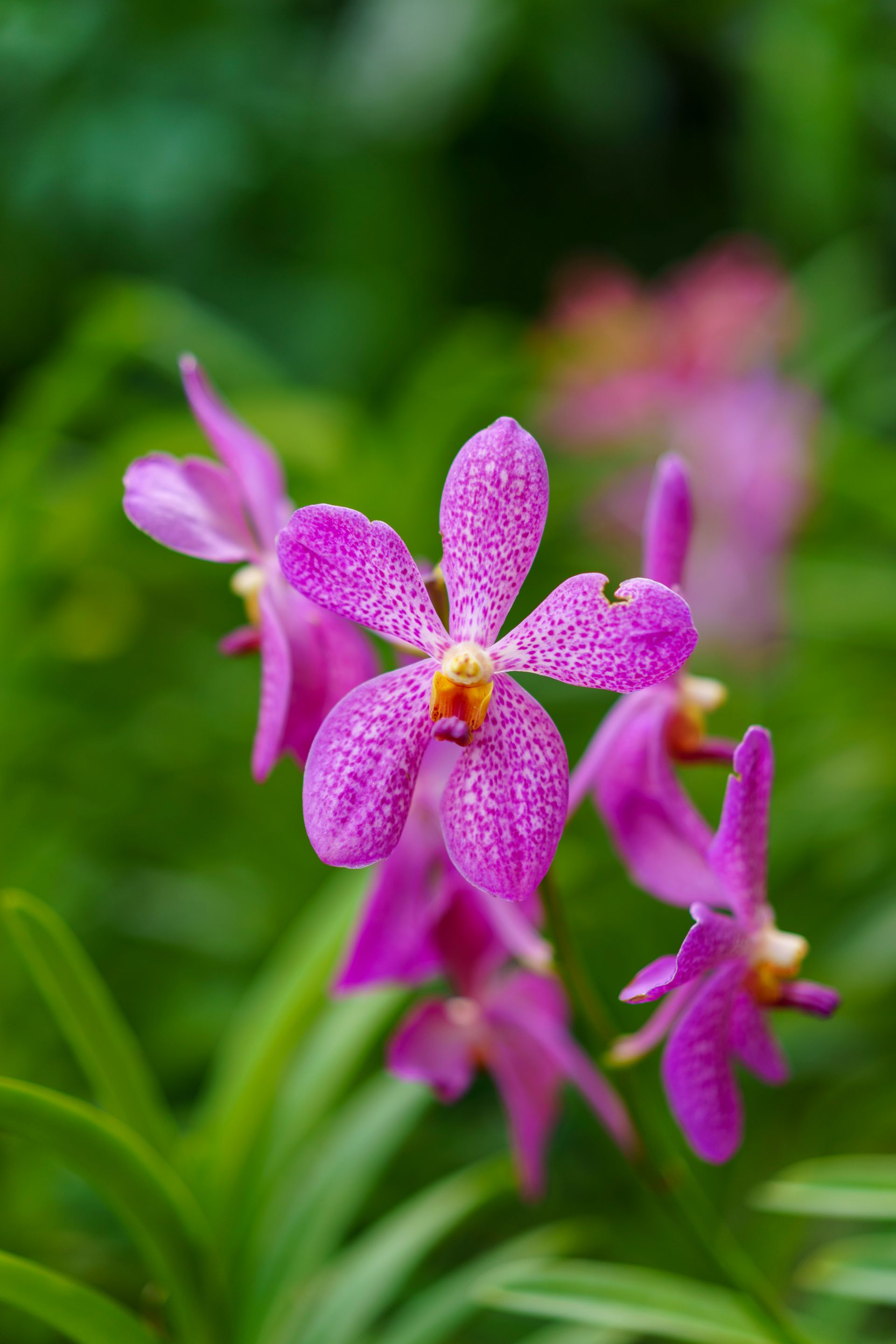 Magenta orchid