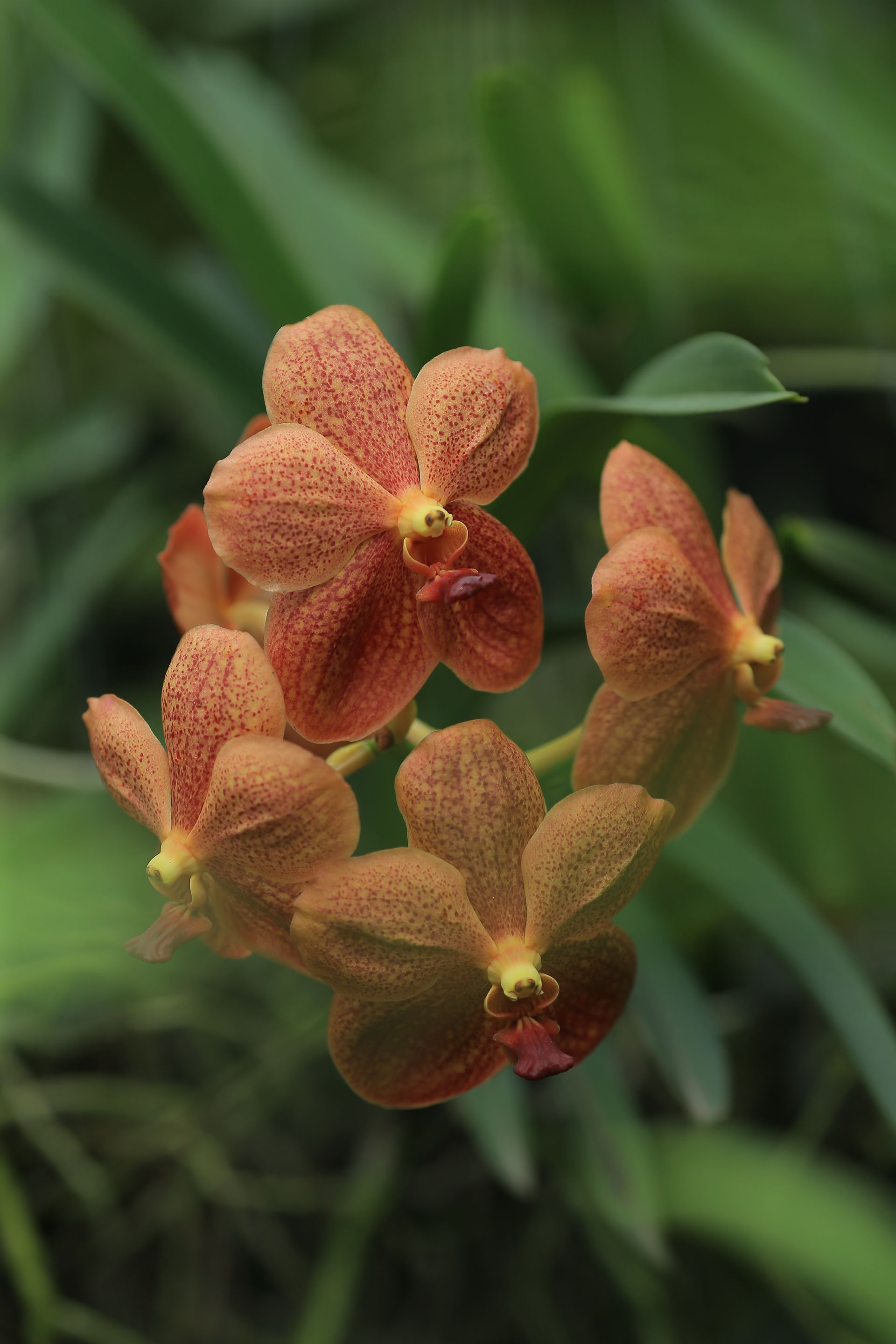 Orange orchid