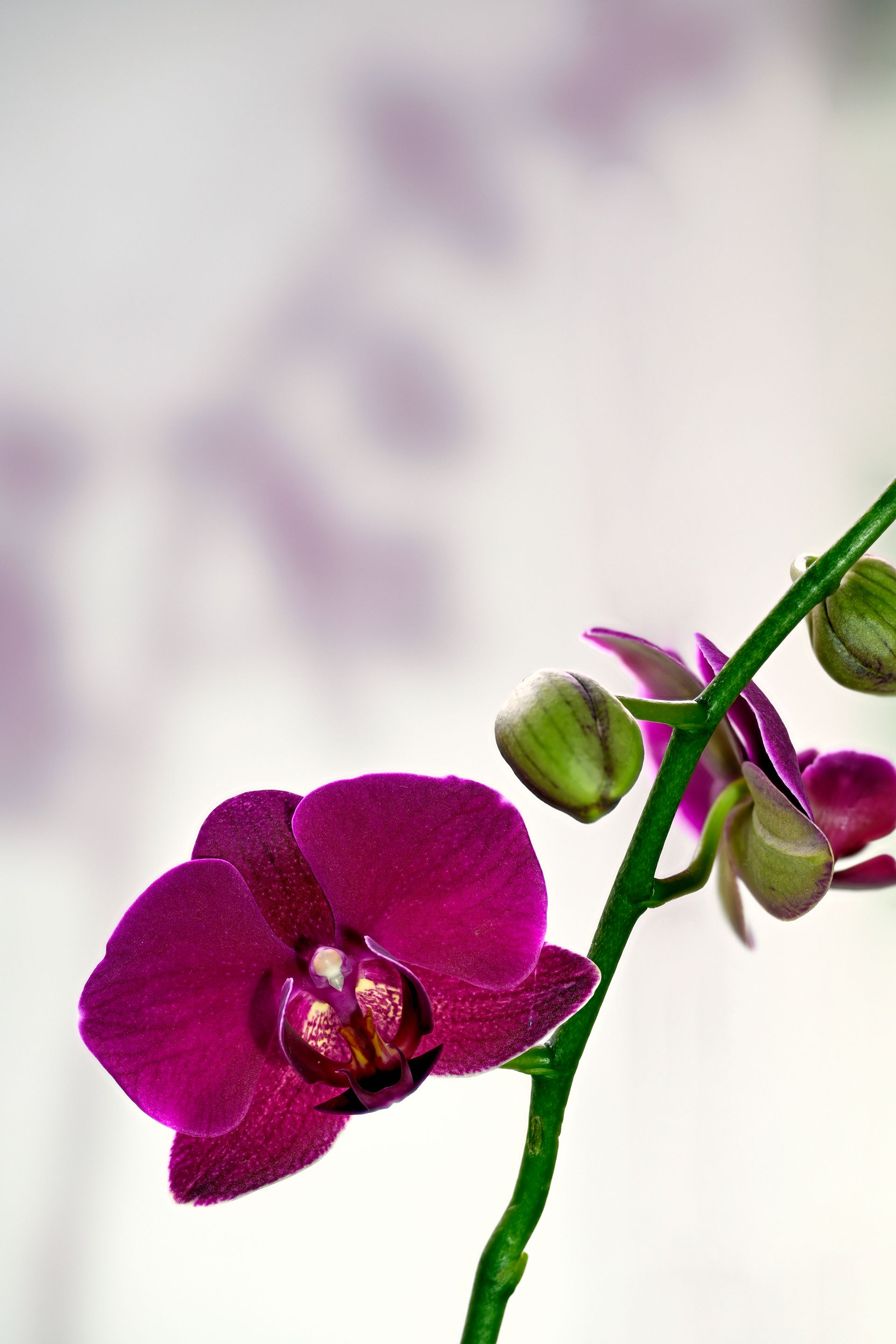 Violet orchid blooms