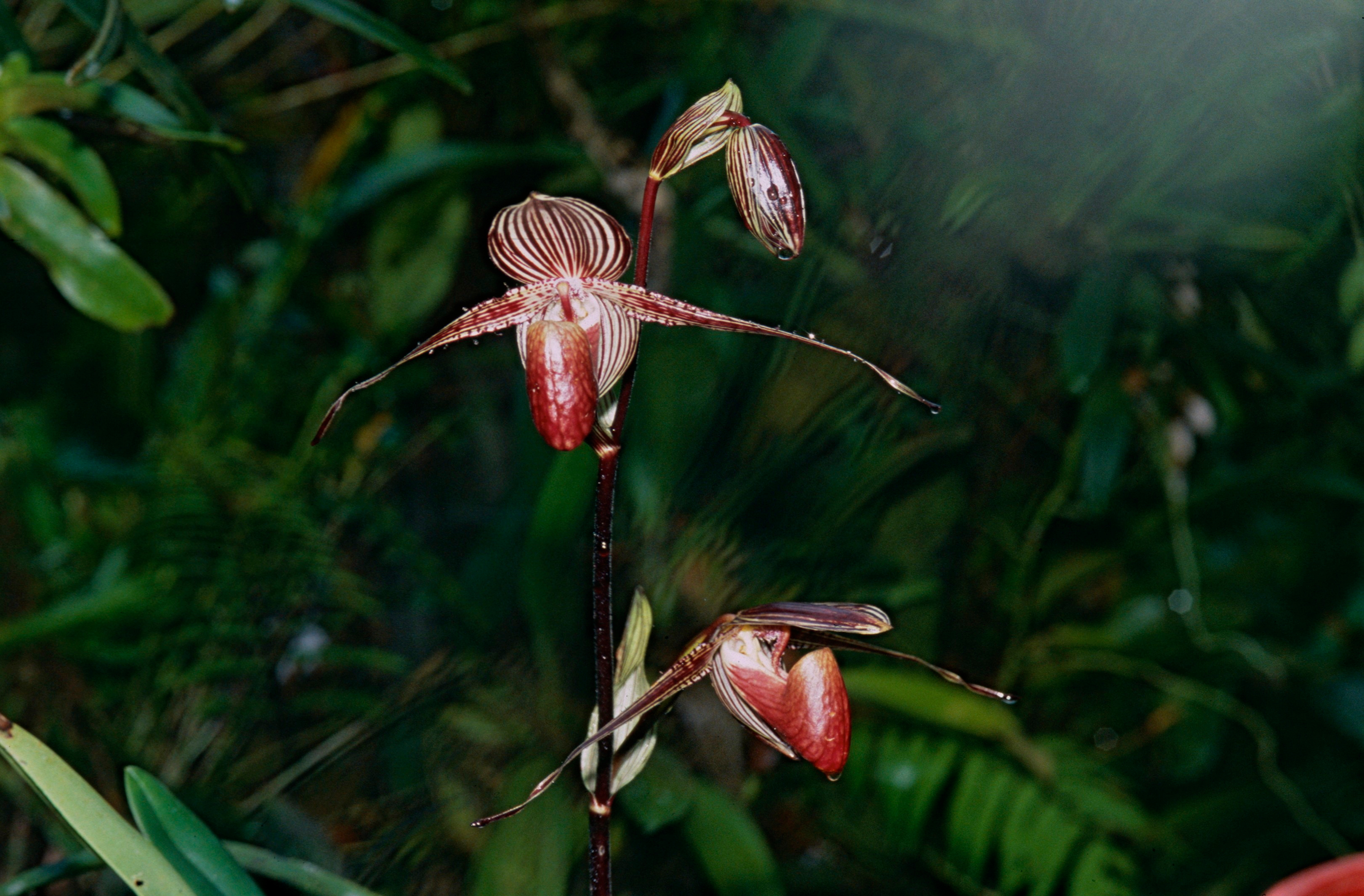 Cream orchid