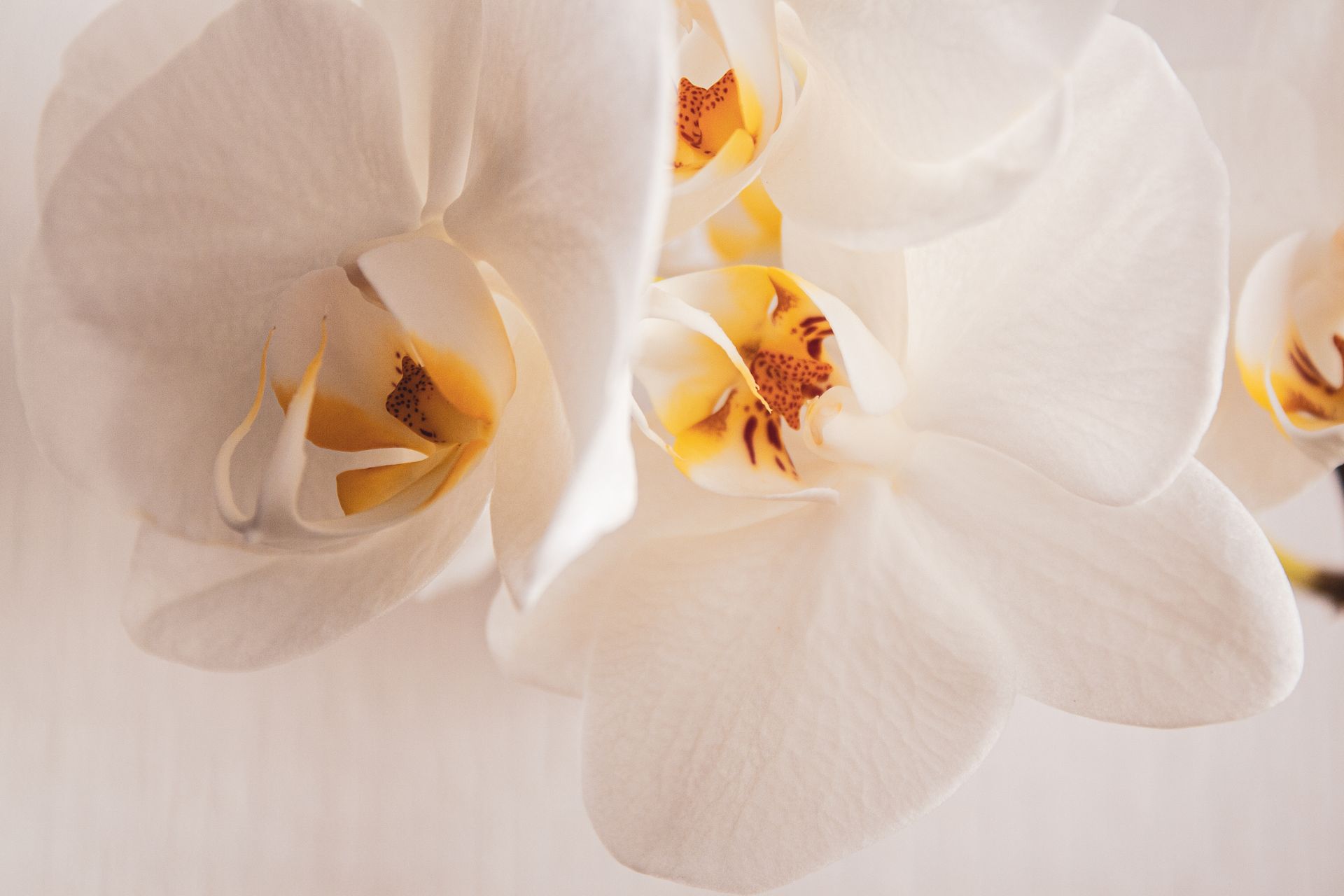 White orchid